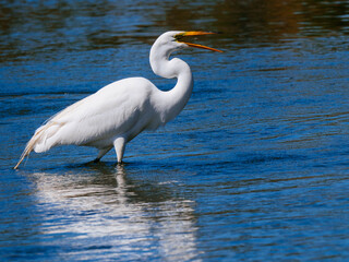 Great Snowy Egret