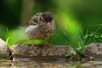 Young sparrow on stone at bird's watering hole. Czechia. Europe.