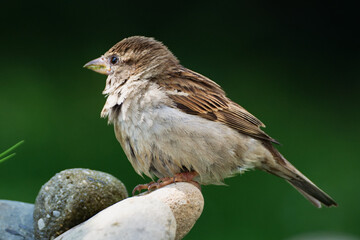 Young sparrow on stone at bird's watering hole. Czechia. Europe.