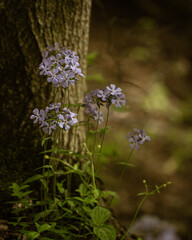 purple flowers in wood