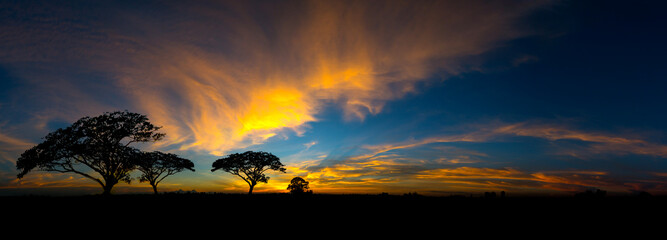 Obraz na płótnie Canvas Panorama silhouette tree in africa with sunset.Dark tree on open field dramatic sunrise.Beautiful evening clouds sky.