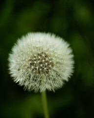 dandelion on green