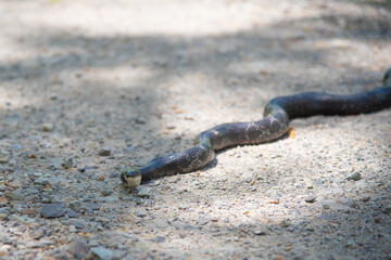 Eastern Ratsnake sunning itself on a dirt road.