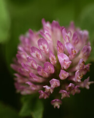 close up of a pink flower