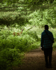 Deer in forest