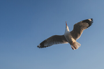 Seagulls eating food , Seagulls flying on the sky