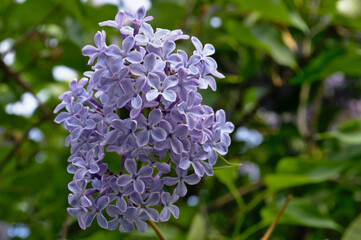 Lilac blooms once a year, but during this nature is filled with juicy colors and aromas. Macro shot...