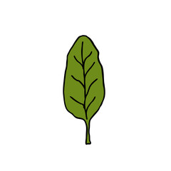 spinach doodle icon, vector illustration