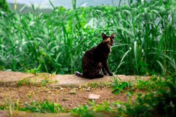 Obraz premium Black and Ginger Cat 