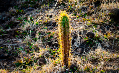 cactus in the desert