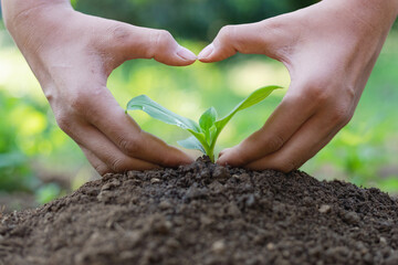 Hand wash gently encircled like  shape on young baby plants growing in germination sequence on fertile soil, World environment day concept