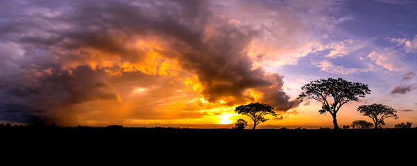 Panorama silhouette tree in africa with sunset.Dark tree on open field dramatic sunrise.Beautiful evening clouds sky.