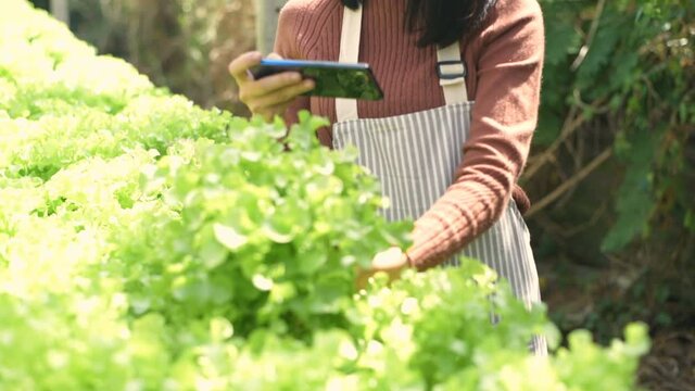 Agricultural concepts. Gardeners taking pictures of vegetables with mobile phones. 4k Resolution.