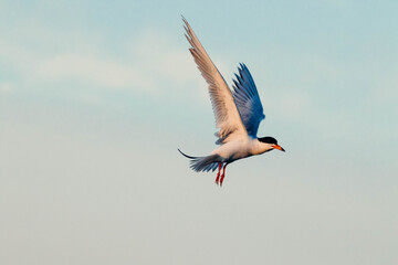 Common Tern