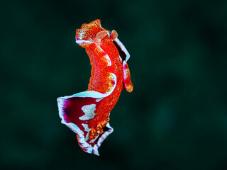 ミカドウミウシ