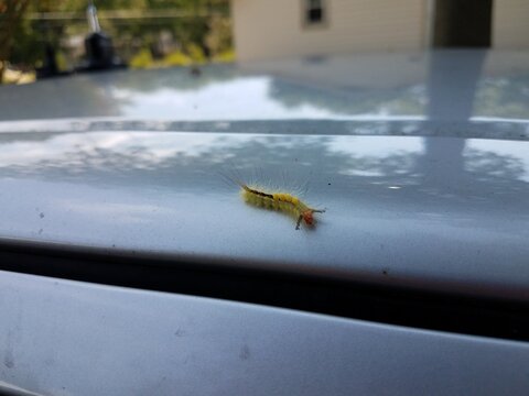 Fuzzy Caterpillar Crawling On Car