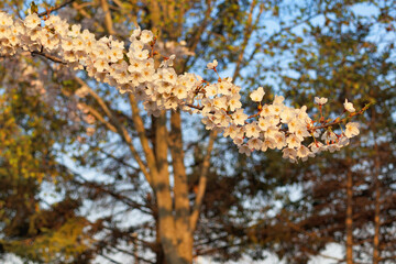 桜　素材