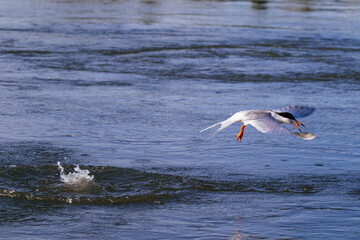 Common Tern