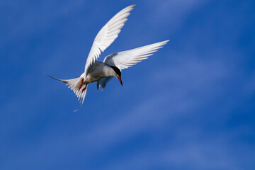 Common Tern