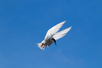 Common Tern