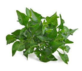 water cress isolated on white background.