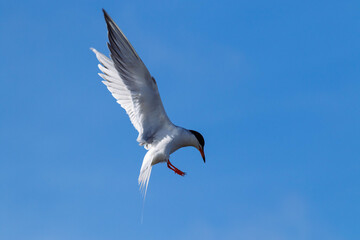 Common Tern