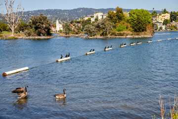 Ducks swim on Merritt Lake in Oakland, California