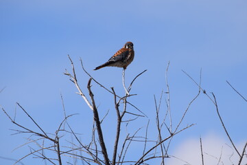 bird perched