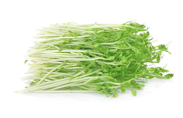 Fresh sprouts isolated on white background.