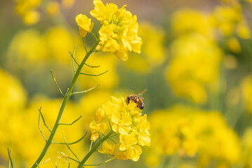 蜜蜂と菜の花