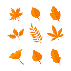 autumn leaves collection