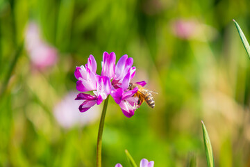 蜜蜂と蓮華草