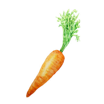 watercolor bright orange carrot vegetable