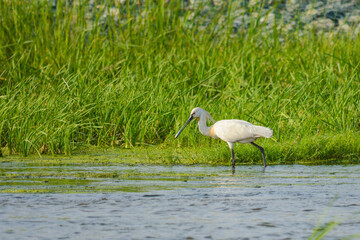 Eurasian spoonbill