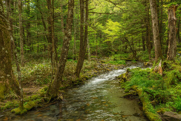 Fototapeta na wymiar Forest creek, lush green woodland in Kamikochi, Nagano, Japan
