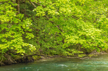branches with green leaves over the river water