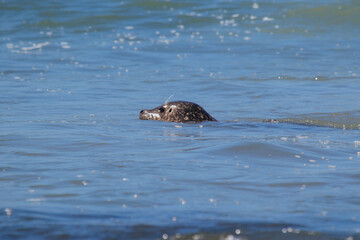 Fototapeta premium Harbor Seals Swimming
