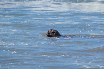 Fototapeta premium Harbor Seals Swimming