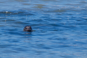 Fototapeta premium Harbor Seals Swimming
