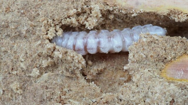 木材を食害する虫の幼虫（テッポウ虫、カミキリムシ）