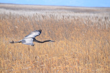 heron in flight