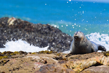 Harbor Seals