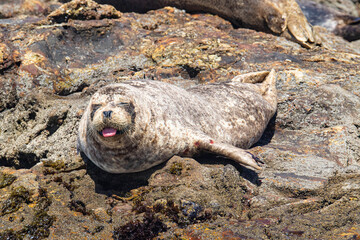 Harbor Seals