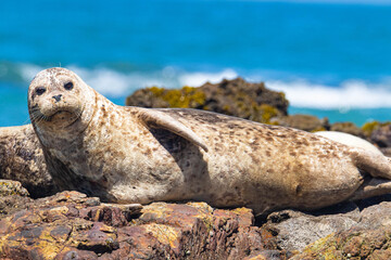 Harbor Seals