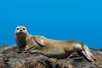 Harbor Seals