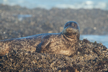 Harbor Seals