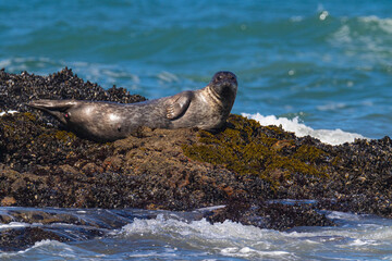 Obraz premium Harbor Seals