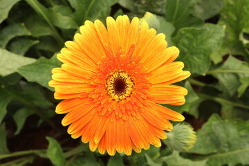 orange dahlia flower