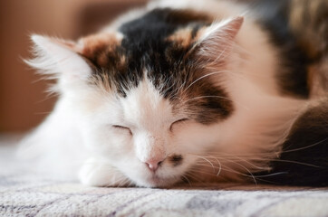  Blurred closeup of a tricolor cat, brown black white which lies sleeping on the bed. Bokeh background. Pink cute nose and speck on the face