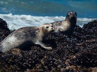 Harbor Seals